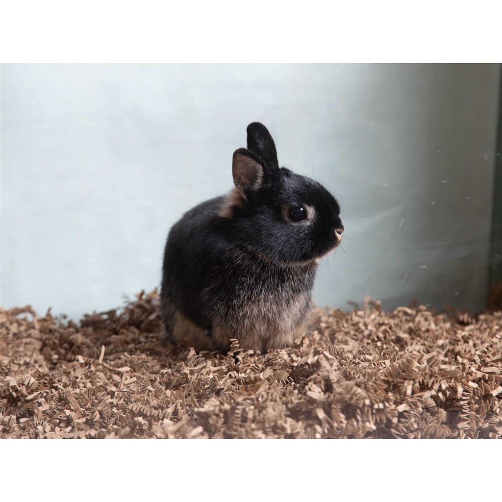 10 lb. Bulk Box Pet Bedding J8986