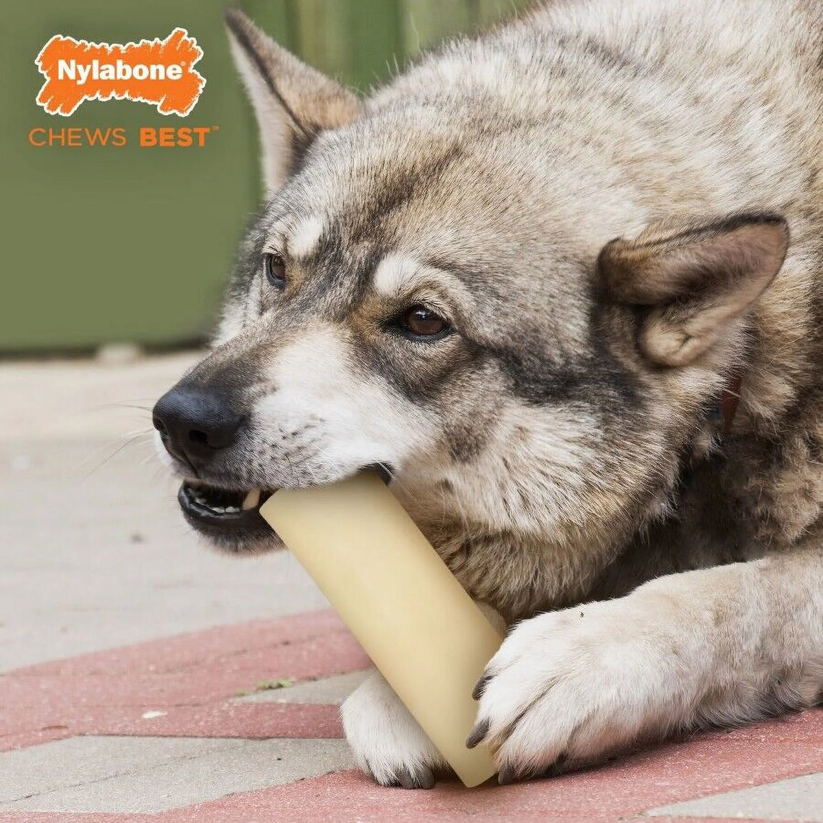 Giant Beef Flavor Dog Chew Toy M18343