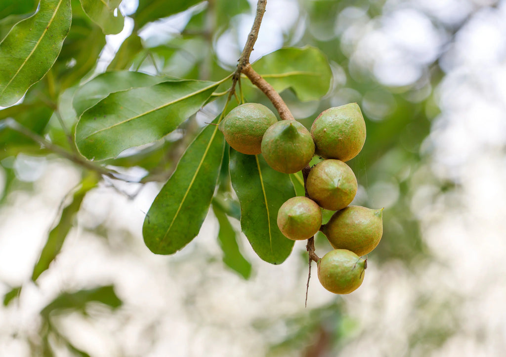 Macadamia Nut Pieces, 2 Pounds V685852
